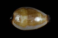 藏品(瑪瑙寶螺)的圖片